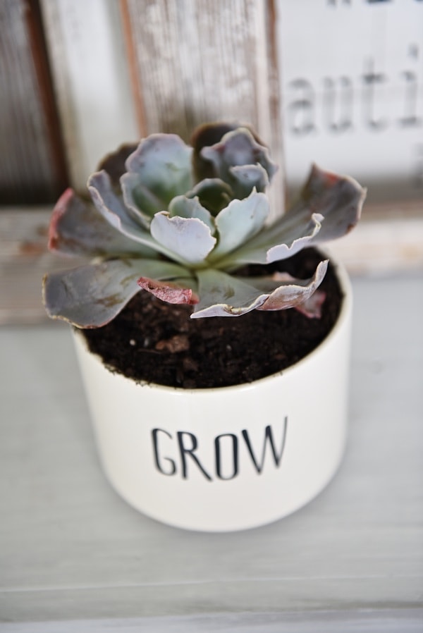 DIY succulent planters - a great idea for mothers day gifts, get well soon gifts, & so much more. A simple decor addition to any decor style & succulents are so easy to keep alive! 