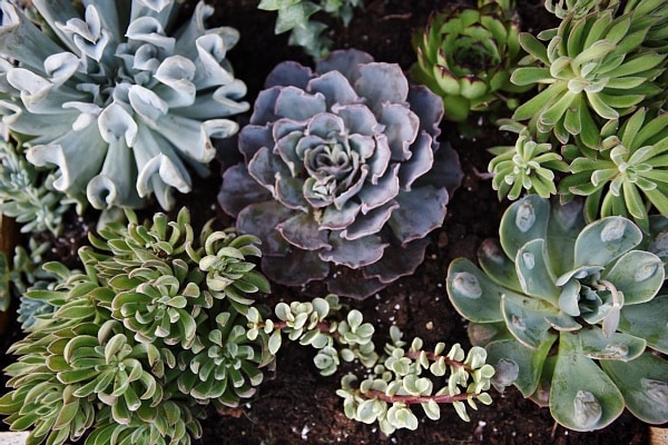 DIY succulent card catalog drawer - A great way to plant a succulent garden & so easy to make!! 