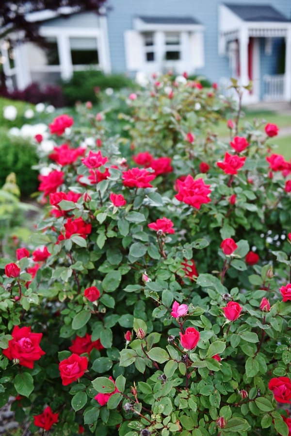 LizMarieBlog.com farmhouse - the beginning 