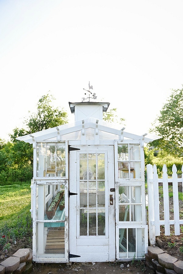 DIY rustic window greenhouse - Take the full tour of this hand built greenhouse made out of antique windows inside & out! 
