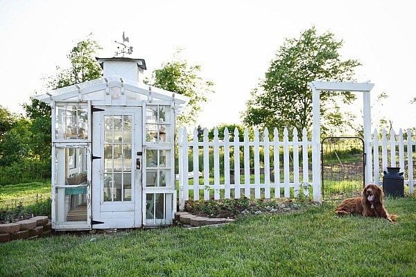 DIY rustic window greenhouse - Take the full tour of this hand built greenhouse made out of antique windows inside & out! 