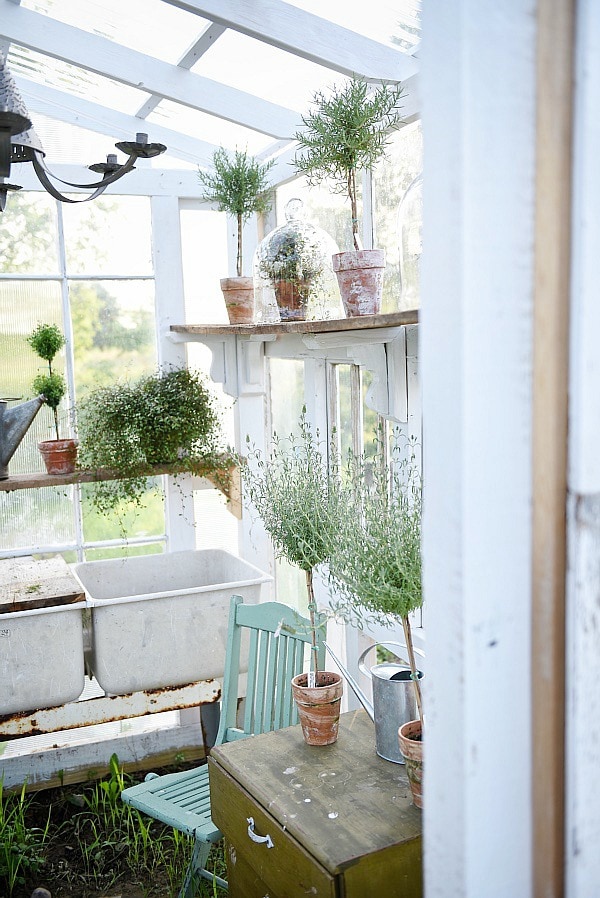 DIY rustic window greenhouse - Take the full tour of this hand built greenhouse made out of antique windows inside & out! 