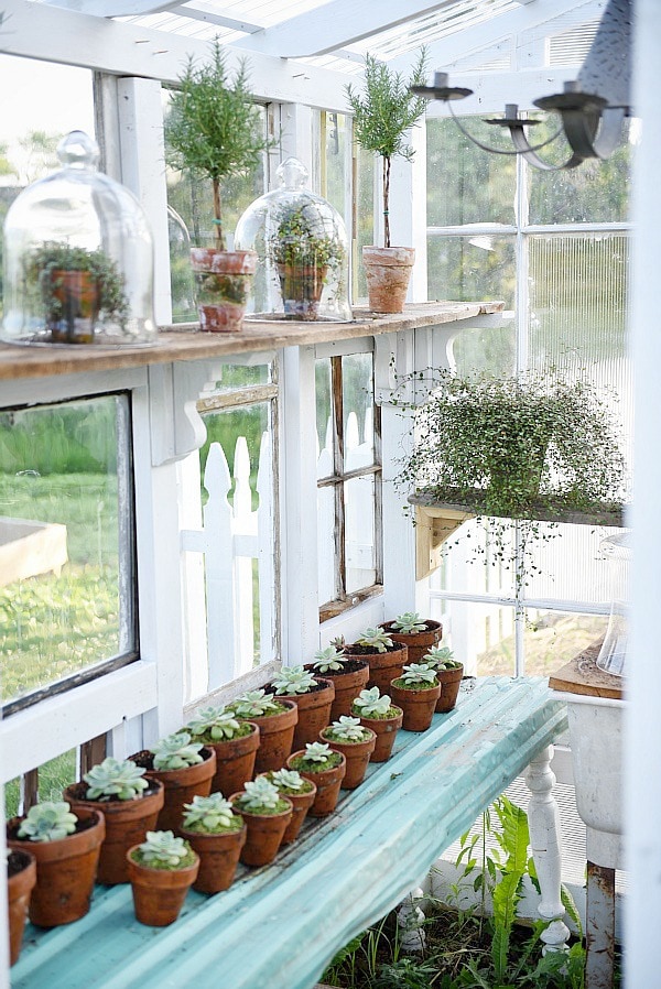 DIY rustic window greenhouse - Take the full tour of this hand built greenhouse made out of antique windows inside & out! 