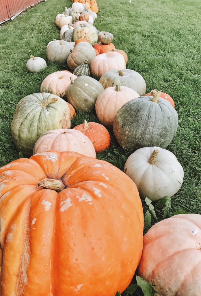 Rustic Farmhouse Fall - Seeing the beauty in everyday fall moments.