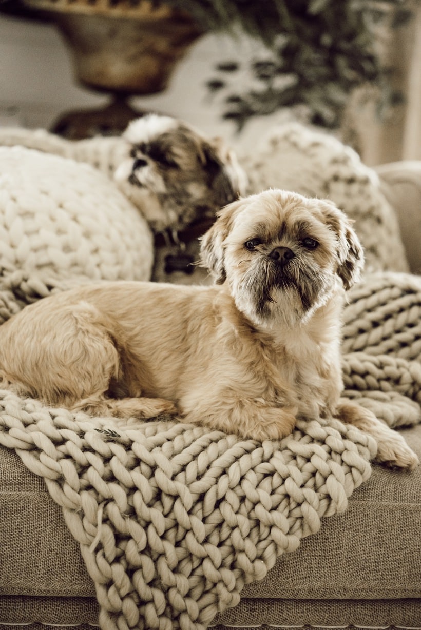 Snuggle Up dogs in this cozy winter living room