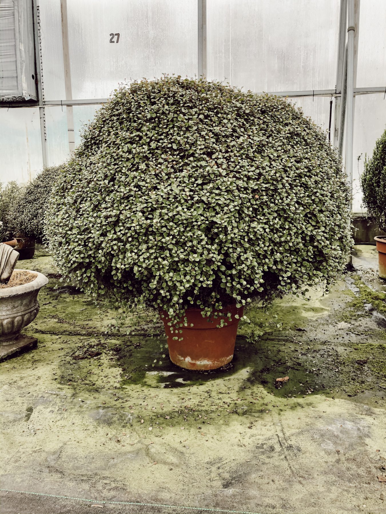 Oversized green potted plant