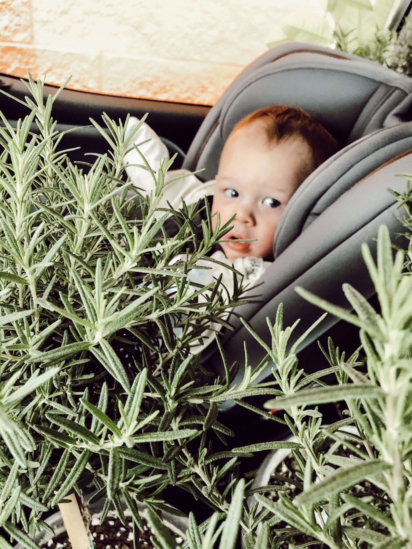 Plant for home decor