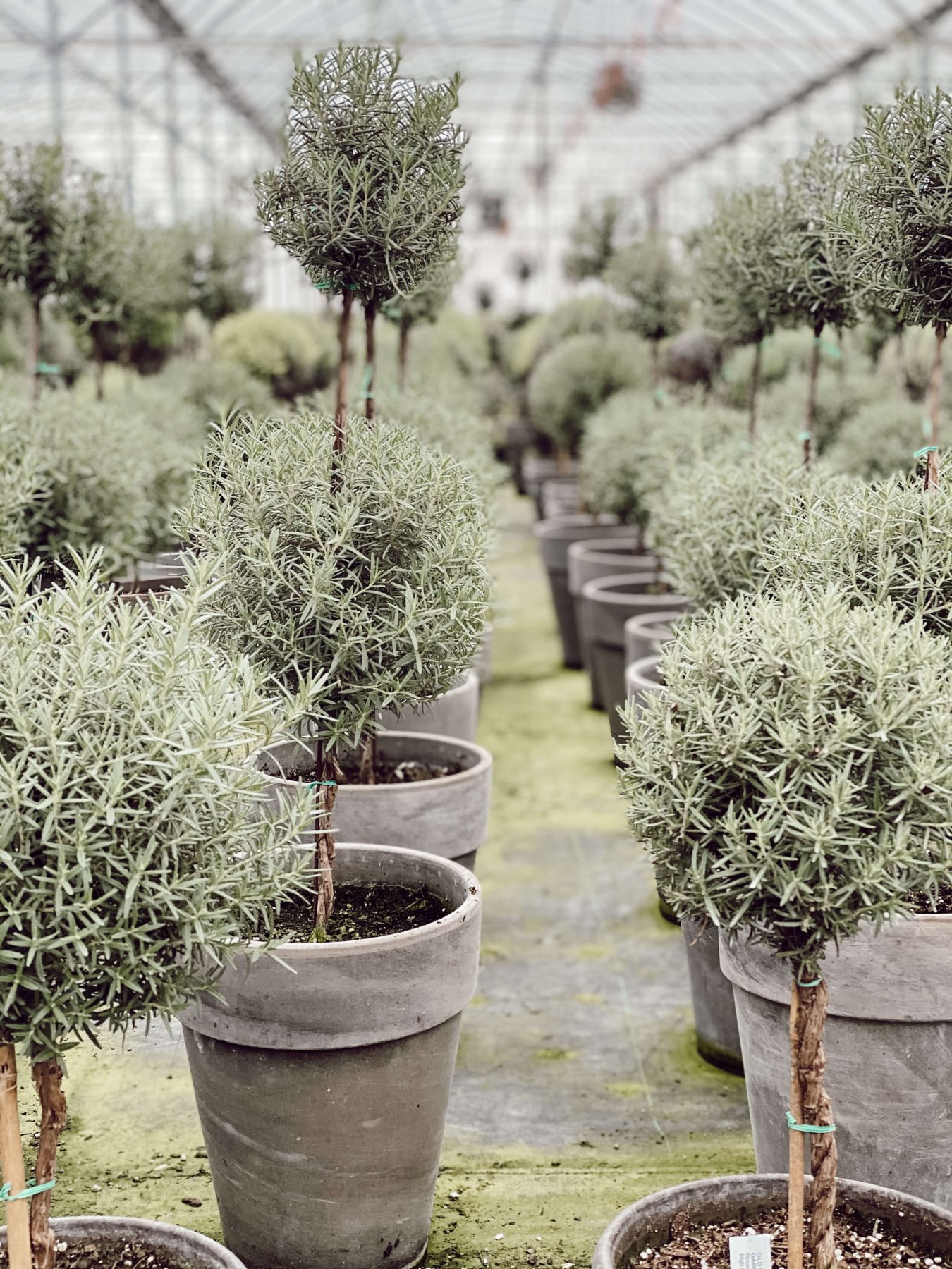 Topiaries in a greenhouse
