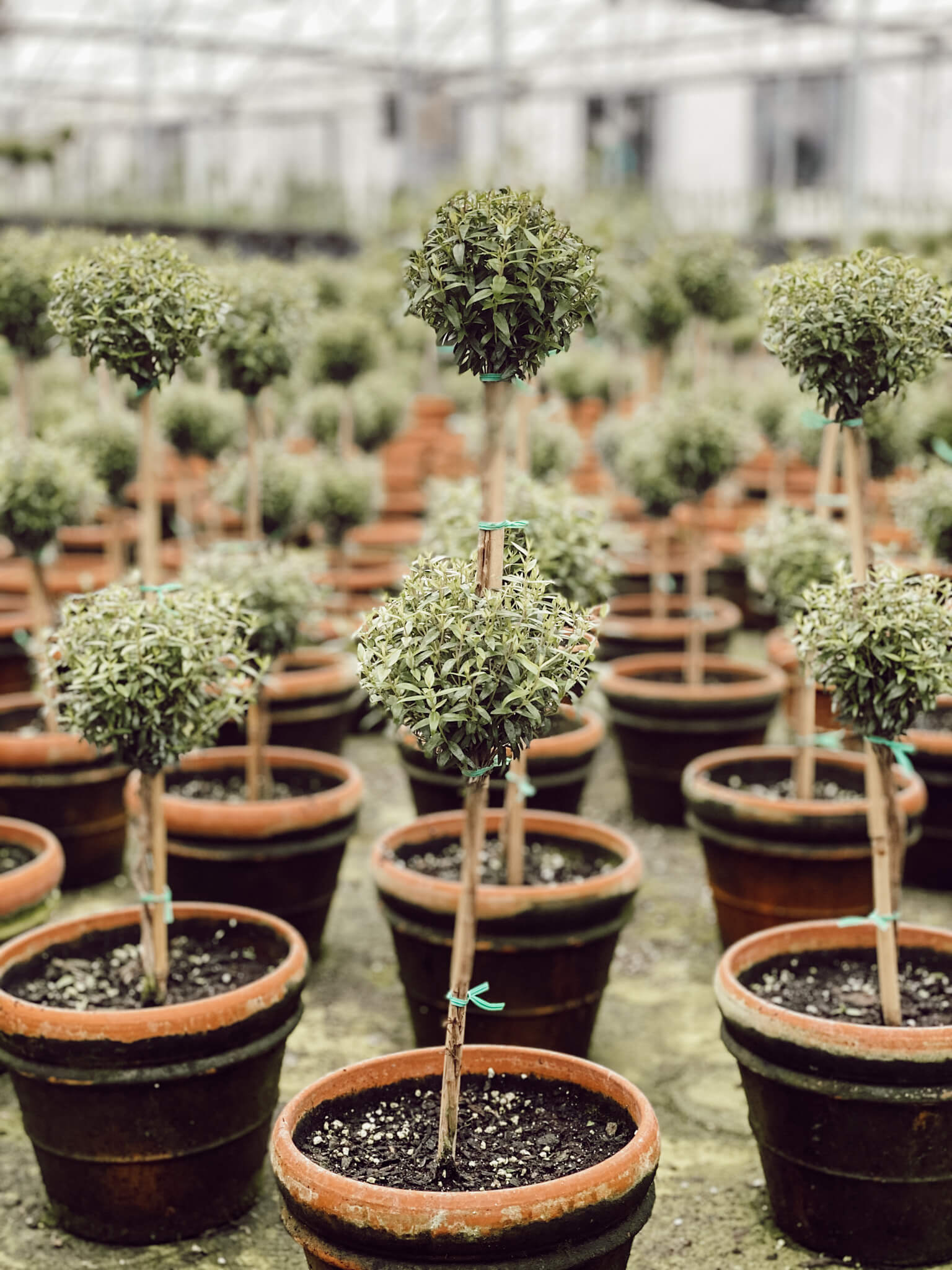 Greenhouse Topiaries