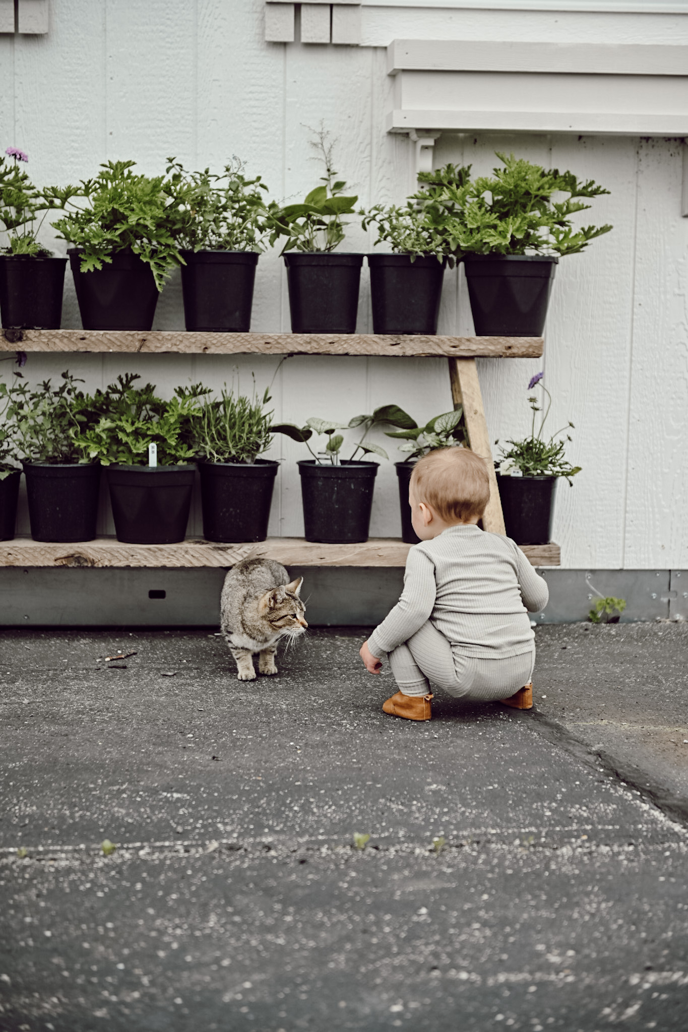 little boy with cat infant of greenhouse with plants